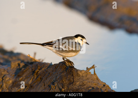 Pied wagtail Motacilla alba nella luce della sera alimentazione da pozza ashwell hertfordshire Foto Stock