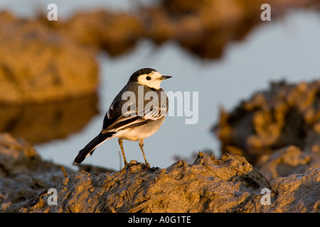Pied wagtail Motacilla alba nella luce della sera alimentazione da pozza ashwell hertfordshire Foto Stock