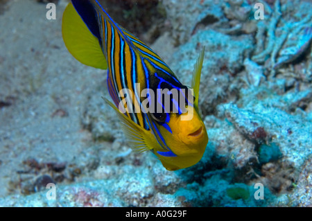 Royal Angelfish (Pygoplites diacanthus) nel sud del Mar Rosso, Egitto Foto Stock