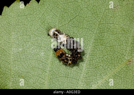 Alder Tarma (Acronicta alni Larva di mimare la caduta degli uccelli Foto Stock