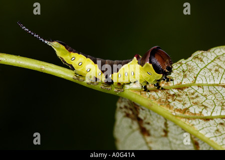 Puss Moth Cerura vinula Larva Foto Stock