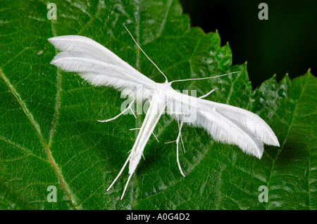 Pennacchio bianco Moth Pterophorus pentadactyla Foto Stock