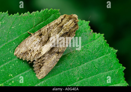 Archi scuro Apamea monoglypha su Rovo foglie Foto Stock