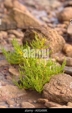 Il mare commestibili SAMPHIRE erbacce sulle rive del fiume Severn Foto Stock