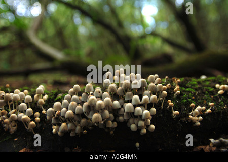 Il vecchio marciume log con MOSS e fiabesco DEL COFANO O COPRINUS DISSEMINATUS funghi nei boschi vicino a Usk Wales UK Foto Stock