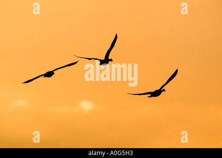 Con facciata bianca oche Anser albifrons stagliano contro il cielo della sera Lady Ann s drive Holkham Norfolk Foto Stock