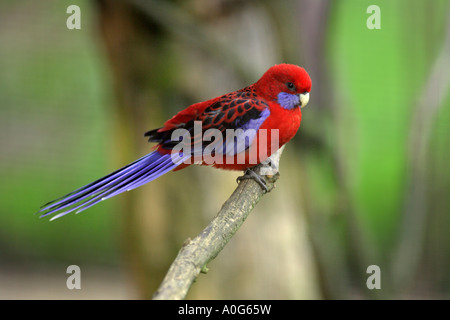 Crimson Rosella Platycercus elegans, sul ramo Foto Stock