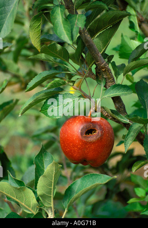 Mela marcia appeso sulla struttura, Missouri USA Foto Stock