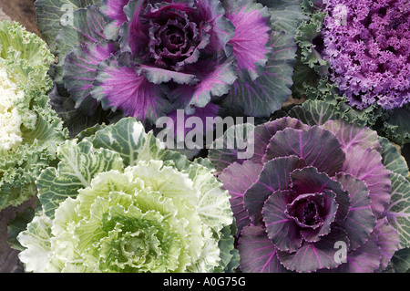 Brassica oleracea cavolo ornamentale Foto Stock