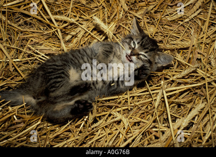 Silly Cat- striato grigio tabby kitten giacente in un fienile giocando con la paglia in bocca Foto Stock