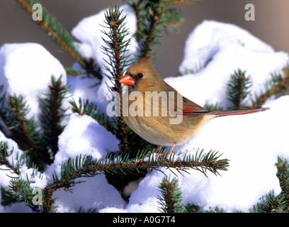 Femmina Cardinale settentrionale in pino innevato Foto Stock