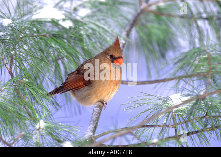 Femmina Cardinale settentrionale in pino innevato Foto Stock