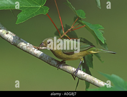 Verniciato femmina Bunting Foto Stock