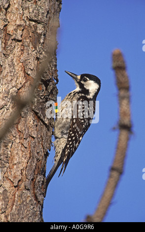 Rosso-cockaded Woodpecker - specie in via di estinzione - Verticale Foto Stock