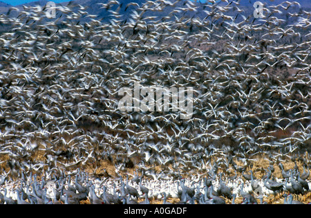 Le oche delle nevi in volo sopra sandhill gru del Bosque del Apache a sud di Albuquerque nel New Mexico USA Foto Stock