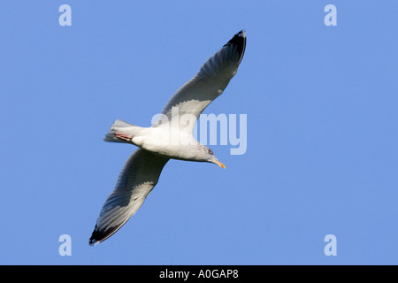 Herring gull Larus argentatus in volo contro il bel cielo blu norfolk Foto Stock