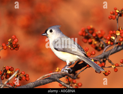 Cincia tufted appollaiate in rosso di bacche agrodolce Foto Stock