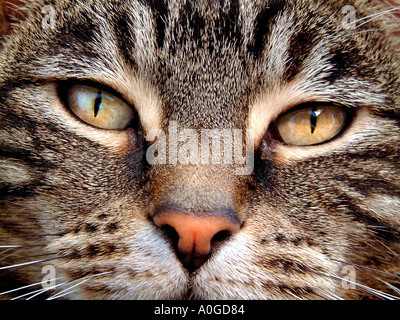 Close up di un nazionale Tabby cat Foto Stock