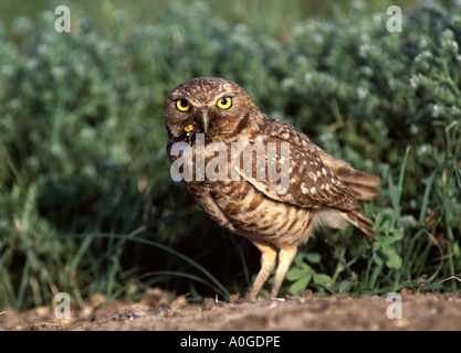 Scavando Il Gufo Foto Stock