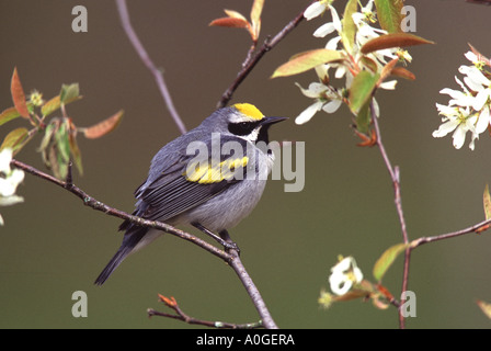 Golden maschio trillo alato Foto Stock