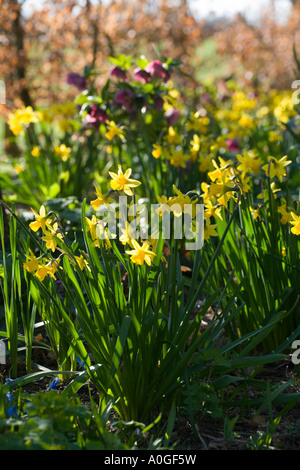 Higher Cherubeer Gardens Devon UK spring woodland garden with Daffodils Narcissi Foto Stock