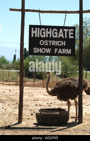 Alimentazione di struzzo presso la fattoria di Highgate showground Oudtshoorn nella regione di Karoo Sudafrica RSA Foto Stock