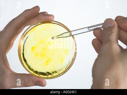 Mani con piastra di petri e contagocce Foto Stock