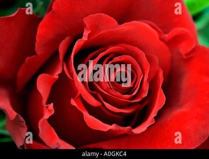 Primo piano di una rosa rossa con il verde Foto Stock