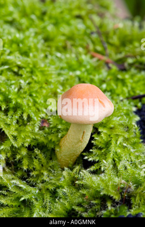 Ciuffo di zolfo (Hypholoma fasciculare) Foto Stock