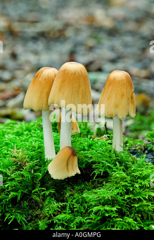 Scintillanti di copertura di inchiostro (Coprinus micaceus) Foto Stock