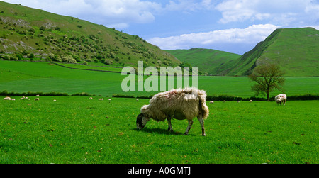 Pecore al pascolo nella campagna vicino a Ilam nel Peak District Inghilterra REGNO UNITO Foto Stock