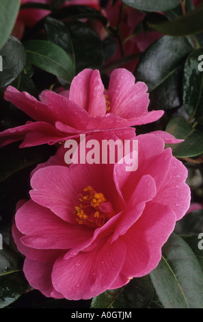 Camellia ispirazione Foto Stock