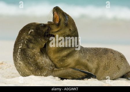 Le Galapagos i leoni di mare (Zalophus wollebaeki) cuccioli di play-combattimenti sulla spiaggia, Cappa isola GALAPAGOS Ecuador Foto Stock