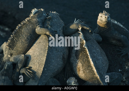 Galapagos iguane marine (Amblyrhynchus cristatus) riposo palo, Isole Galapagos, Ecuador Foto Stock