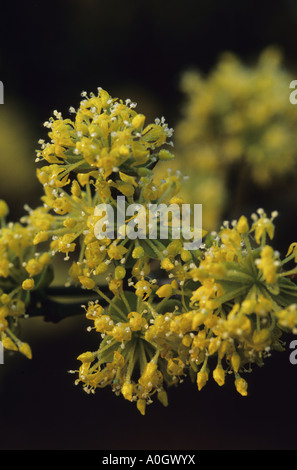 Cornus officinalis Foto Stock