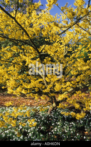 Amamelide Hamamelis x intermedia Pallida underplanted con bucaneve Galenthus nivalis magnete Foto Stock