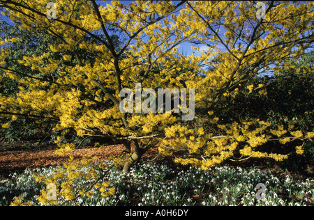 Amamelide Hamamelis x intermedia 'Pallida' underplanted con bucaneve Foto Stock