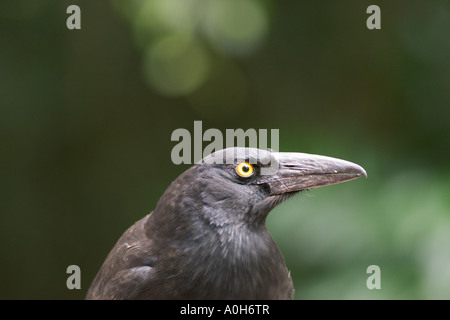 Pied Currawong Strepera graculina Foto Stock