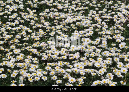Daisy Bellis perennis in Prato Foto Stock