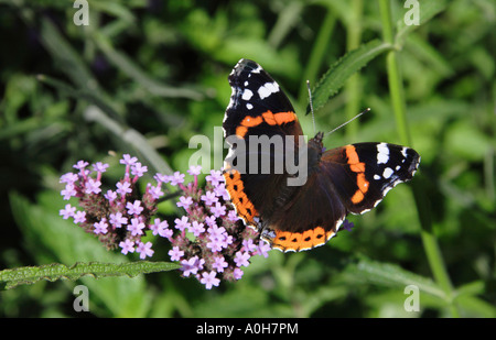 Red Admiral farfalla sulla Verbena Foto Stock