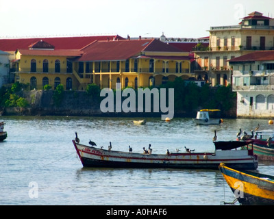 Pellicani in appoggio su imbarcazioni da pesca di mattina presto. El Terraplén, Repubblica di Panama, il vecchio quartiere, Panama City Foto Stock