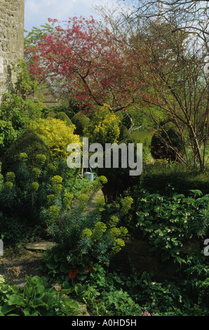 East Lambrook Manor Somerset Euphorbia characias accanto a Percorso Topiaria da budino Foto Stock