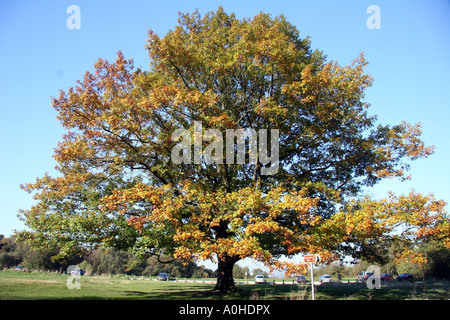 Oak sul verde nella Foresta di Epping Foto Stock