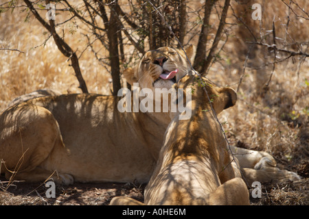 I Lions in cattività, Panthera leo krugeri. Sud Africa. Foto Stock