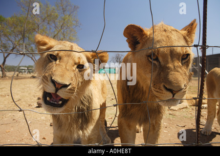 Lion cubs in cattività, Panthera leo krugeri. Sud Africa. Foto Stock