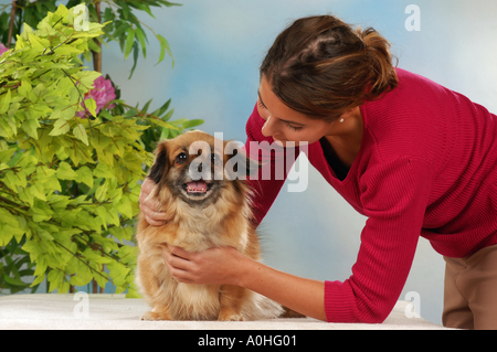 Donna fondling Tibetan Spaniel cane Foto Stock