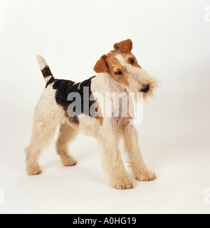 Wire-haired Fox Terrie. Cane adulto in piedi, Viste laterali Foto Stock