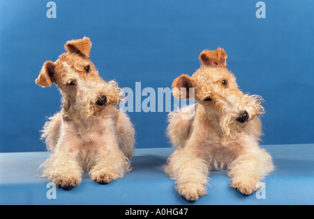 Due Wirehaired Fox Terrier cani - giacente Foto Stock