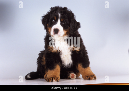 Bovaro del Bernese - cucciolo frontale di seduta Foto Stock