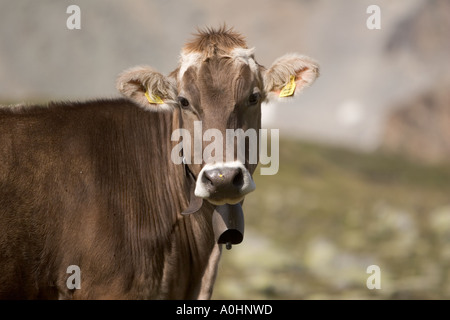 Mucca marrone sulle montagne dell'Alto Adige Italia Foto Stock